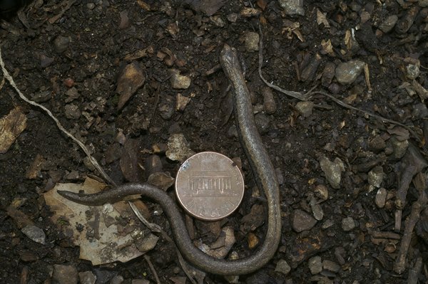 Quels sont les avantages et inconvénients des différents types de couteaux de chef?